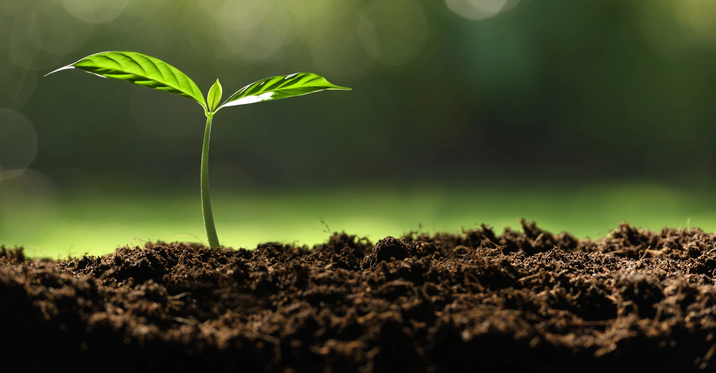 Planting for the future
