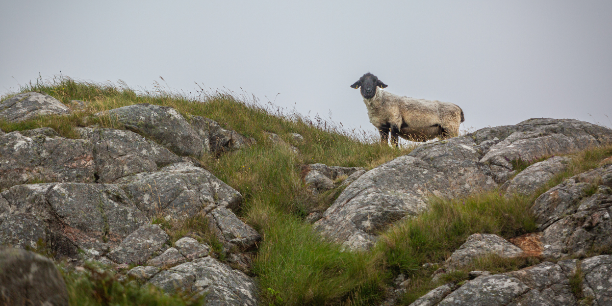 Sheep on a hill in the outer hebrides