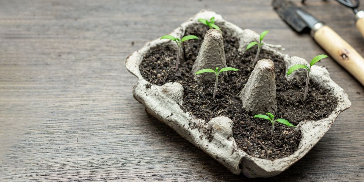 Plants growing in an egg carton