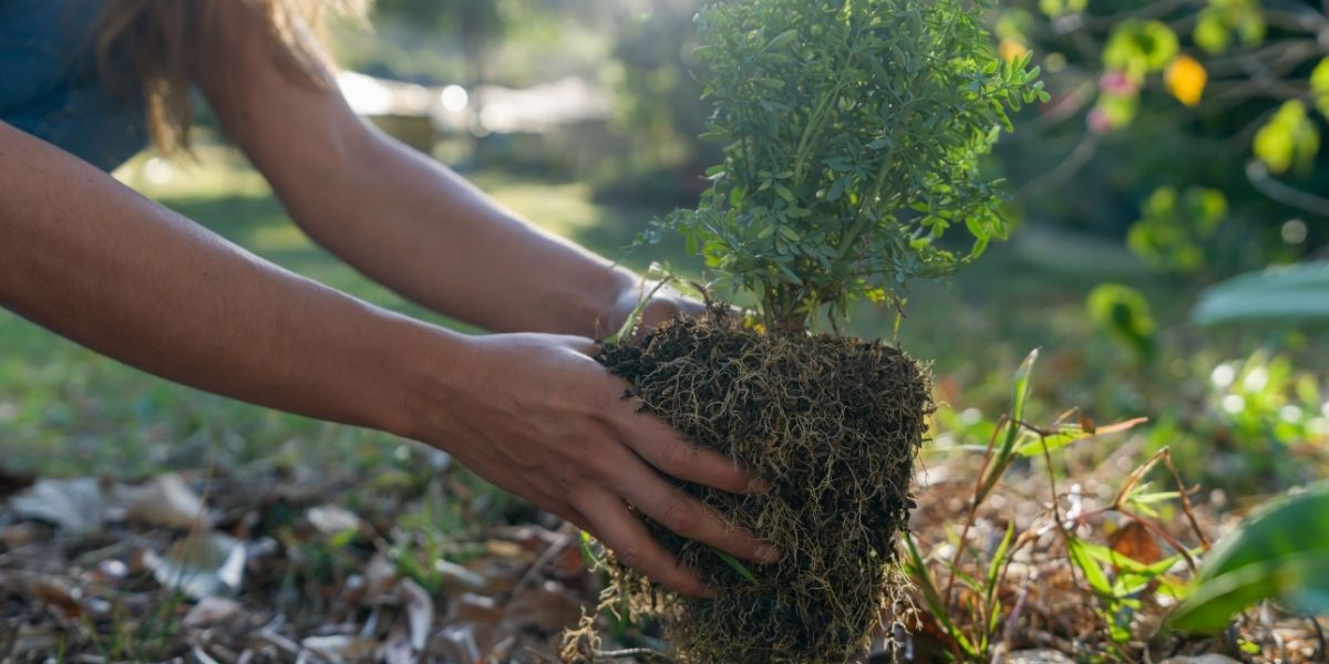 Tree being planted