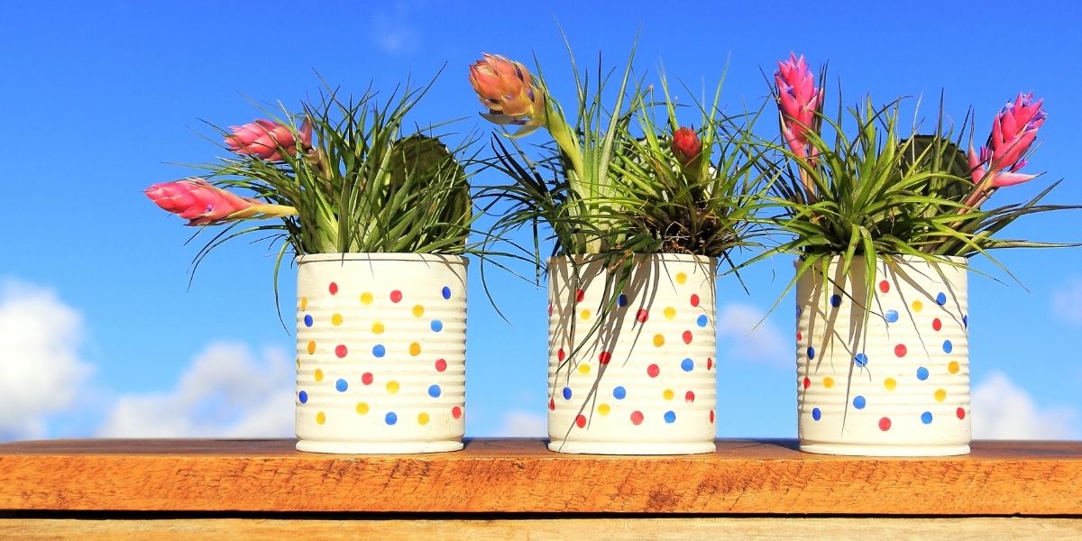 Plants growing in reused tins