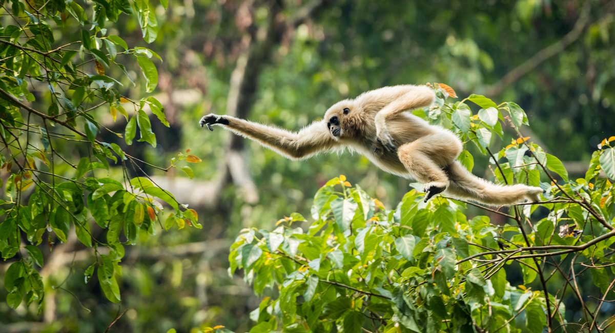 Monkey in the forest swinging from trees