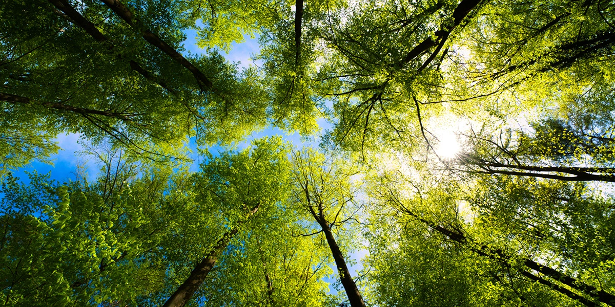 Looking up at a canopy of trees
