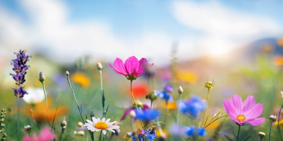 Colourful wildflowers