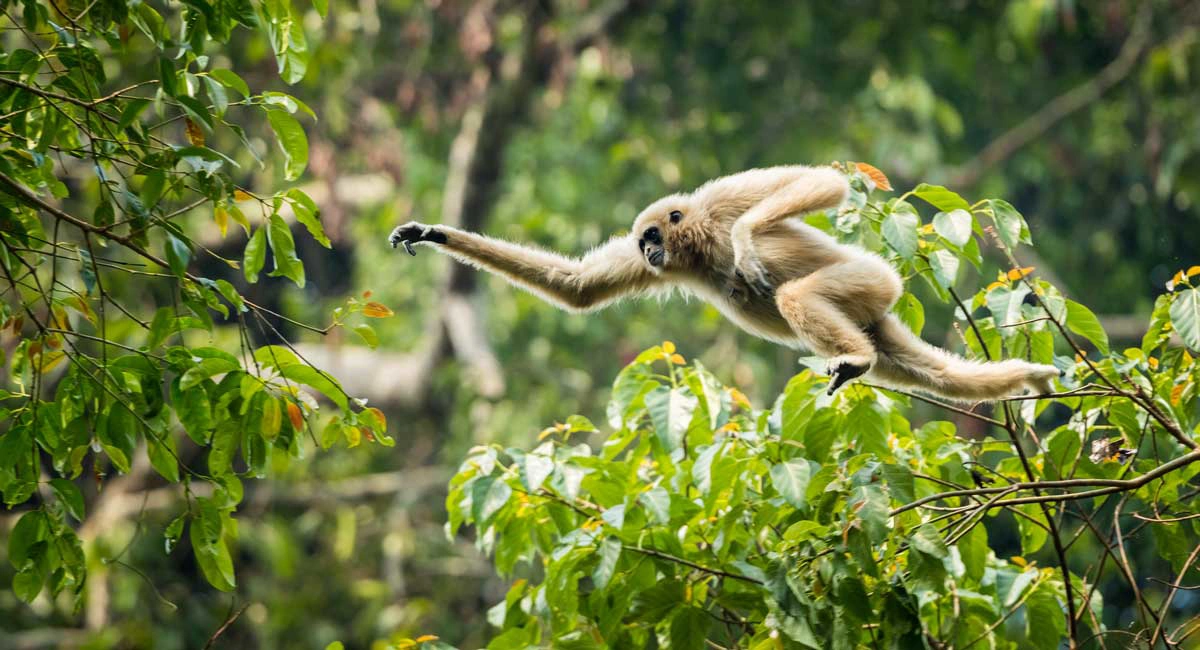 Monkey in the forest swinging from trees