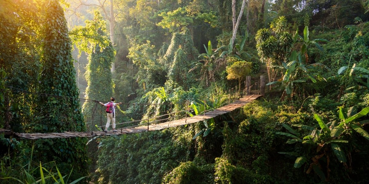 Rope bridge across rainforest