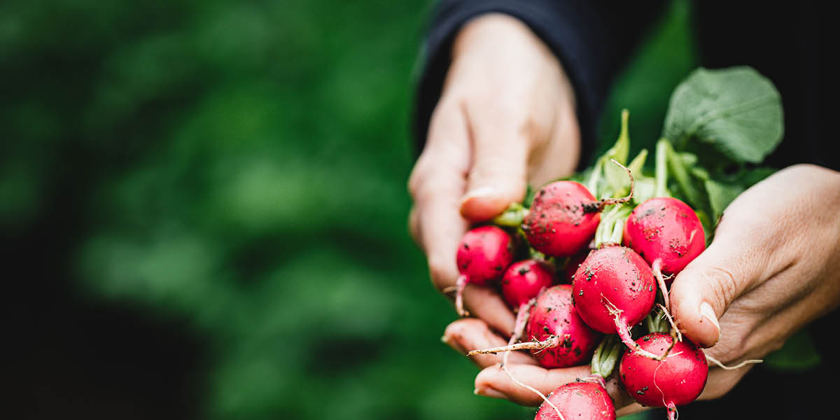Person holding home grown radishes in their hands
